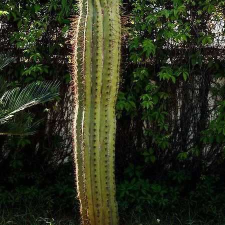 Ines Bed and Breakfast Santa Maria di Leuca